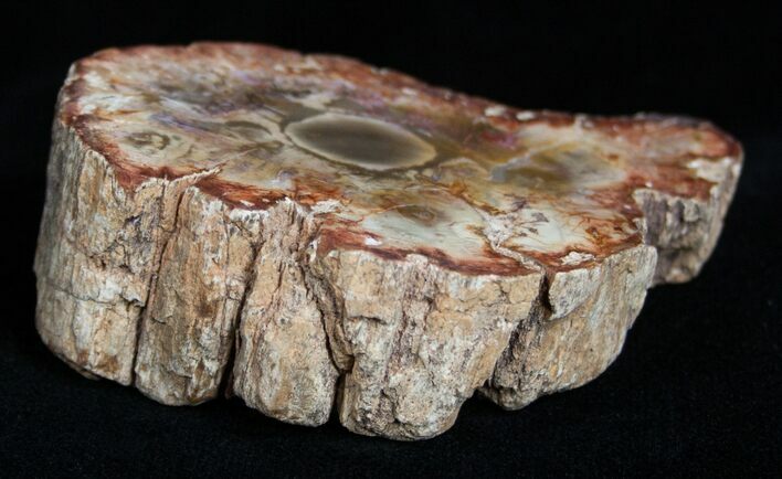Petrified Wood - Limb Slice From Madagascar #2237